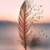 How to set a feather wallpaper for an android device? 1