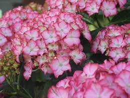 Check spelling or type a new query. Gorgeous Fire Island Hydrangea Suits Small Spaces Horticulture