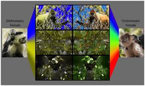 Image Result For Animal Vision With Images Animal Behavior Goats Visions