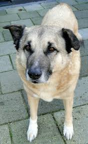 King 13 Jaar Turkse Herder Kangal Herder Turks