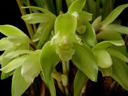 Image result for Cynorkis debilis