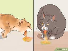 Learn the reasons cats throw up and how you can recognize if there is a problem or if it's normal behavior. 3 Ways To Treat Feline Regurgitation Wikihow Pet