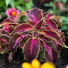 Image result for Coleus hereroensis