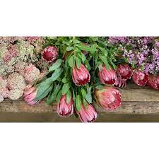 Check spelling or type a new query. San Diego Wholesale Florist Home Facebook
