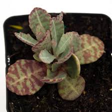 Image result for Kalanchoe humilis