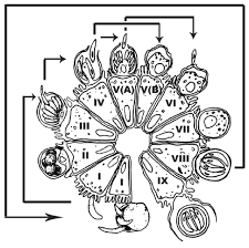 Reporting of cryptosporidiosis (cryptosporidium species) is as follows: 2 Life Cycle Of Cryptosporidium Spp Four Sporozoites Excyst In The Download Scientific Diagram