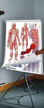 human anatomy physiology chart series set on tripod