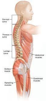 Superficial back muscles the superficial back muscles are the muscles found just under the skin. Back Basics A Healthy Spine Saint Luke S Health System