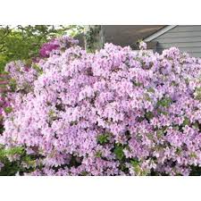Image result for Deutzia hybrida Pink Pompon