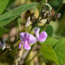 Image result for Lablab