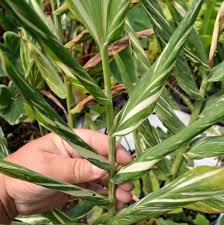 Image result for Helichrysum moggii