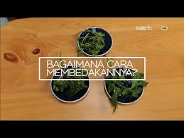 Used as a friendly greeting and to ask someone how they are and what is…. Gimana Caranya Bedain Daun Seledri Parsley Dan Daun Ketumbar Jangan Ketuker Lho Youtube