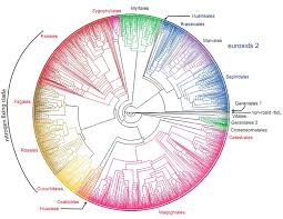 Image result for Huaceae