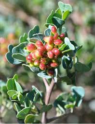 Image result for Searsia rogersii