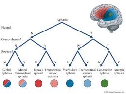 Aphasia Flow Chart Aphasia Speech Language Therapy