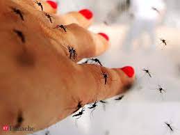 The illness usually lasts 10 to 14 days, but symptoms, most notably lethargy, can last up to a month. New Way To Prevent Dengue Fever Found The Economic Times