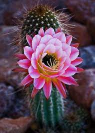 Pink Cactus Flower A Photo On Flickriver Blooming Cactus Desert Flowers Cacti And Succulents