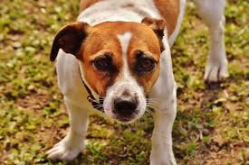 Check spelling or type a new query. Meet The Jack A Ranian Jack Russell Terrier And Pomeranian Mix