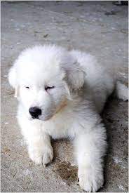 Have You Ever Wanted Dogs Training Tips Everything You Need To Know Is In Our Article Dogstraining Great Pyrenees Puppy Pyrenees Puppies Great Pyrenees