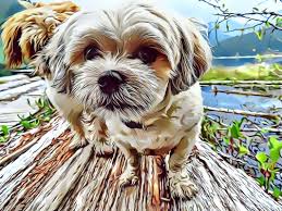Shih tzu dogs are one of the most sought after breeds in the world. Tiny Teddies Teddy Bear Zuchon Puppies Shichon Bichon Shih Tzu