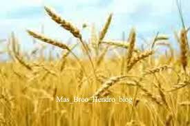 Maybe you would like to learn more about one of these? Coretan Mas Broo Hendro Game Tutorial Lagu Dan Lain Lain Ciri Fisik Umbi Dan Serealia Serta Hubungannya Dengan Budaya Setempat Gambar