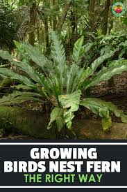 Birds Nest Fern How To Grow And Care For Asplenium Species Epic Gardening Bird Nest Fern Outdoor Plants Bird Nest