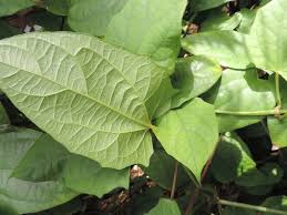 Image result for Thunbergianthus