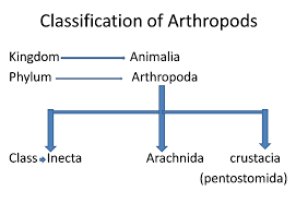Phylum Arthropoda Class Insecta Order Diptera Class Arachnida Difference B W Insects And Arachnids Arthropods Arachnids Insects