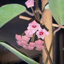 We did not find results for: It Actually Does Smell Like Chocolate Hoya Carnosa Krimson Queen Houseplants