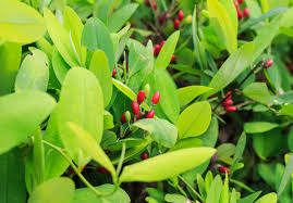 Image result for Aneulophus africanus