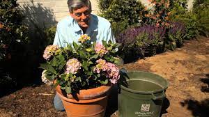 Depending on the cultivar, most hydrangeas need at least 1m2 of personal space likewise, if you are transplanting your hydrangea into a larger pot, leave sufficient room for the roots to grow. How To Transplant Hydrangeas From A Pot Garden Savvy Youtube