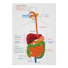 Diagram Of The Human Digestive System Poster Zazzle Com Human Digestive System Digestive System Diagram Digestive System Anatomy