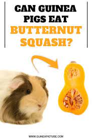 Pin On Guinea Pig Food And Diet