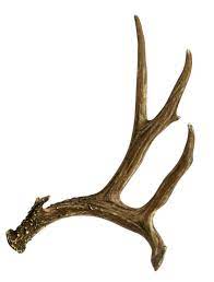 Modern antler chandelier,black antler chandelier,antler chandelier. Mule Deer Faux Antler Cast Horn Designs