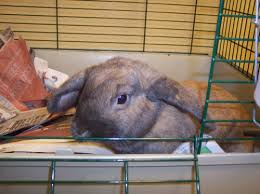 Maybe you would like to learn more about one of these? Rabbit For Adoption Humane Society Spca Bunnies A Lop Eared In Atlantic Highlands Nj Petfinder