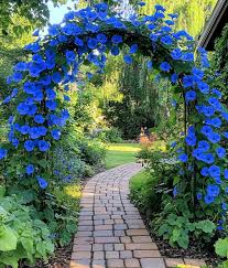 Image result for Ipomoea tricolor