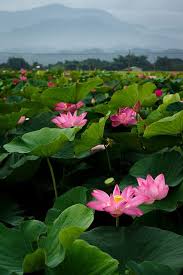 台南 白河 lotus flower pictures lotus flower art beautiful flowers