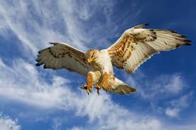 Oakland Zoo | Red-Tailed Hawk