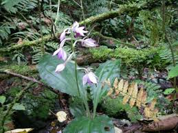 Image result for Calanthe sylvatica