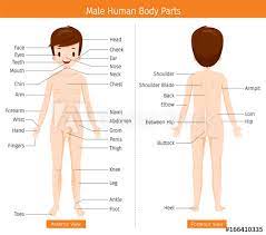 From wikimedia commons, the free media repository. Male Human Anatomy External Organs Body Physiology Structure Medical Profession Morphology Healthy Stock Vector Adobe Stock