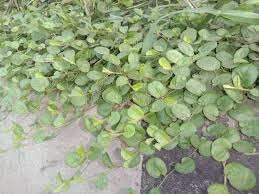 Image result for Evolvulus nummularius