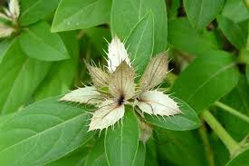 Image result for Barleria whytei
