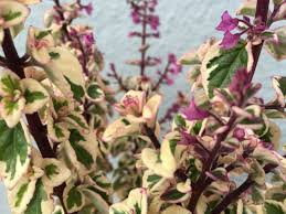 Image result for Syncolostemon