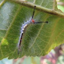 Black And Red Fuzzy Caterpillar Ontario No 284 White Marked Tussock Moth Caterpillar Hairs On Caterpillars Is One Way Nature Tells You Don T Touch Wh Fuzzy Caterpillar Moth Caterpillar Itchy Rash