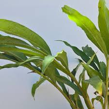 Image result for Alpinia zerumbet