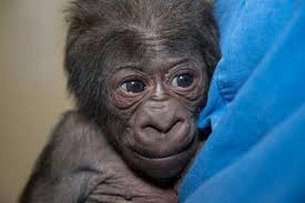 Gorillas Also Tend To Live Much Longer In Zoos I M In Love Baby Gorillas Baby Zoo Animals Gorilla