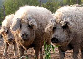 The Curly Haired Mangalitsa Pigs Of Hungary Pig Breeds Cuddly Animals Mangalitsa Pig