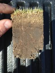 Another test is to walk across the lawn: How To Control Thatch In Your Lawn Umn Extension
