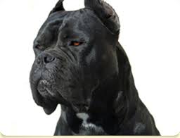 Stoneheart cane corso is not currently accepting new applications for puppies. Shipley Cane Corso Cane Corso Puppies And Breeder