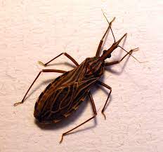 Medizinische klinik mit schwerpunkt infektiologie und pneumologie. Arzte Warnen Vor Chagas Asv Schadlingsbekampfung Gmbh